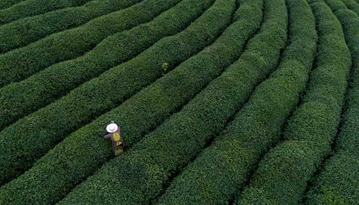 台湾茶叶十大品牌排行榜