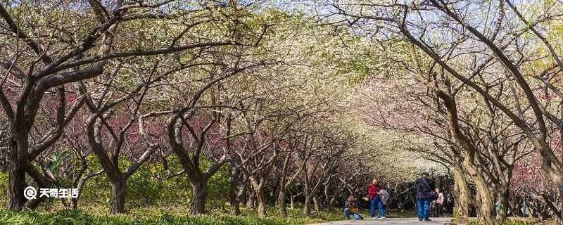 四平市春季赏花去哪里