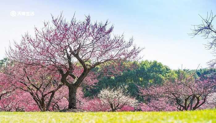 嘉兴市春季赏花去哪里