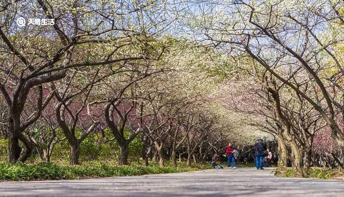 嘉兴市春季赏花去哪里