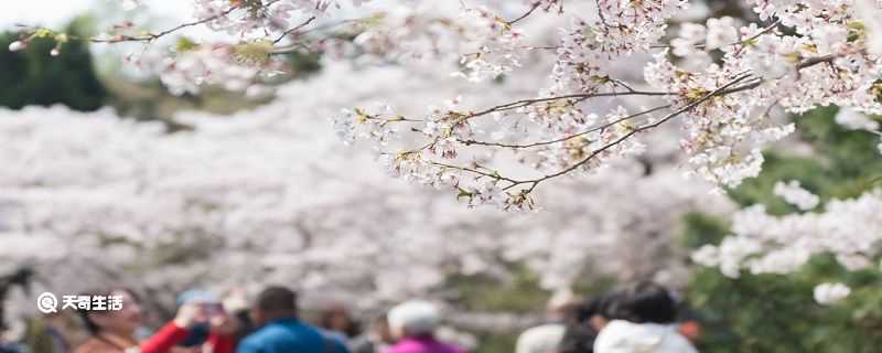 淄博市春季赏花去哪里