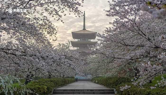 淄博市春季赏花去哪里