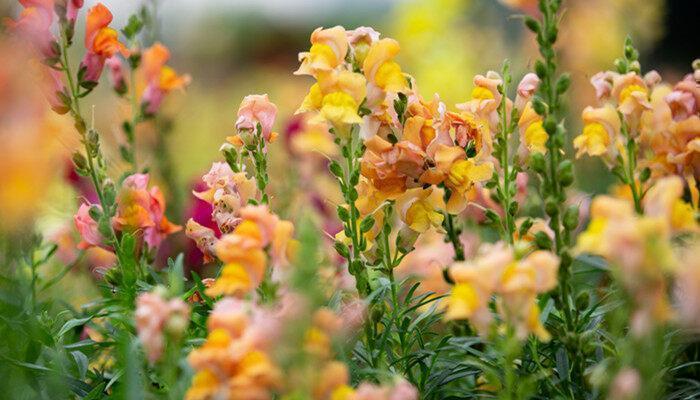 花芽分化是什么意思 花芽分化是啥意思