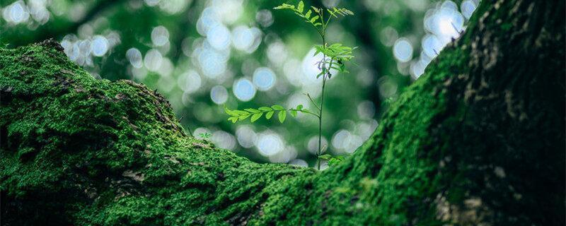 我国拥有高等植物居世界第几位 我国拥有的高等植物居世界第几位