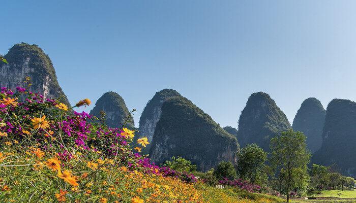 盆栽千头菊可以活几年 盆栽千头菊可活几年