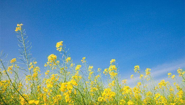 春季油菜花需要注意什么 春季油菜花需要注意些什么