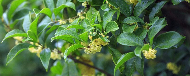 桂花品种怎么区分 如何区分桂花品种