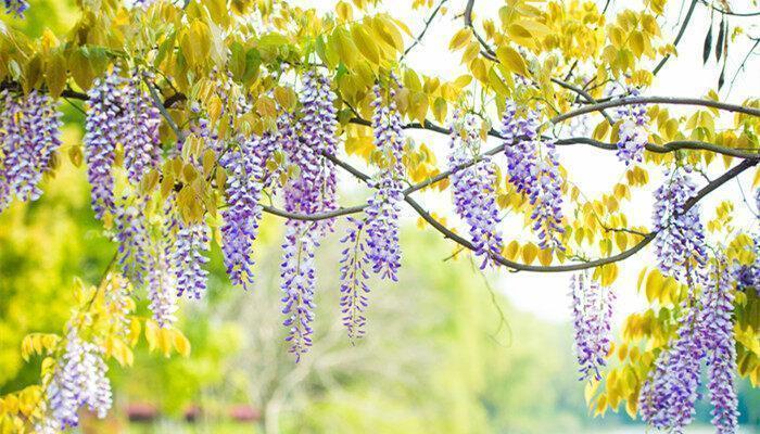 月上柳梢花自芳,打一花卉名 月上柳梢花自芳,打一花卉名是什么