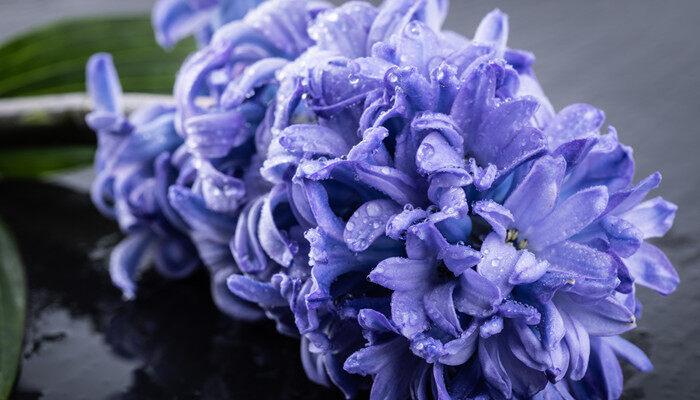 秋季适合种什么植物或花? 秋季适合种什么植物和花