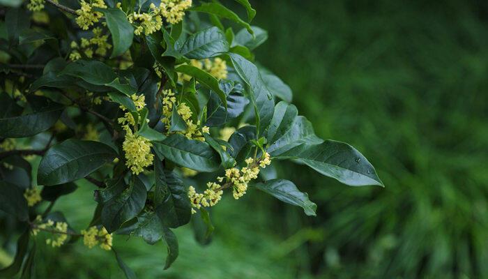 桂花开几季 桂花能开几季