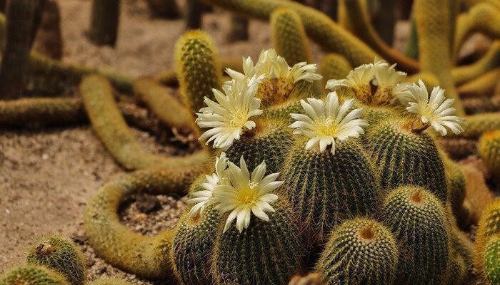 仙人掌怎么种植方法 仙人掌的种植方法