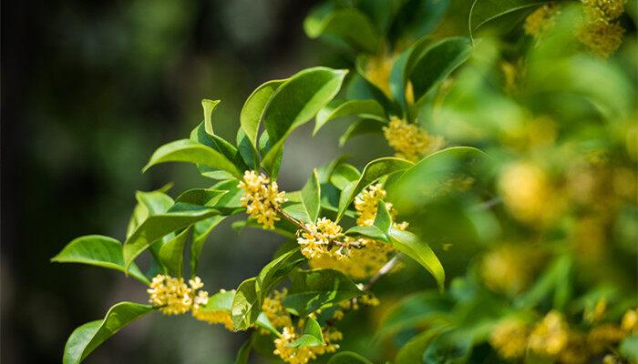 桂花花语是什么 桂花花语到底是什么