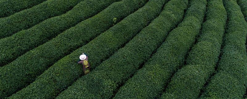 茶苗栽培种植技术 茶苗栽培种植方式