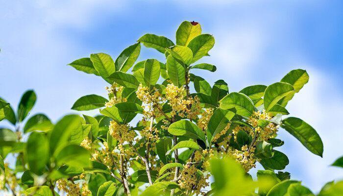 零下15°桂花能过吗 零下15°桂花能过冬吗