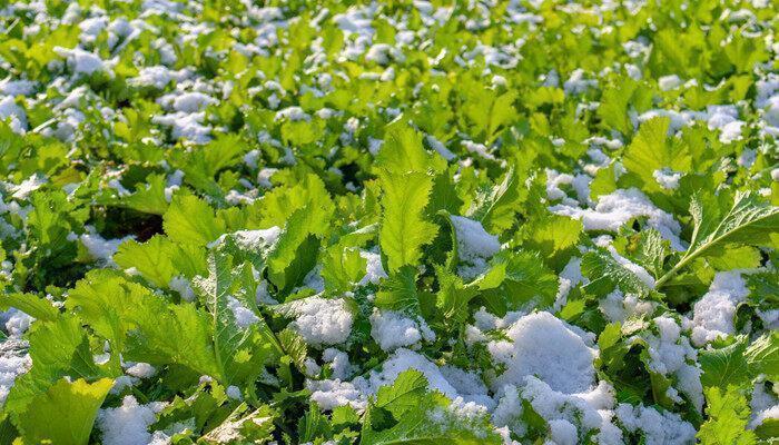 排菜和雪里红的区别 排菜和雪里红的区别是什么