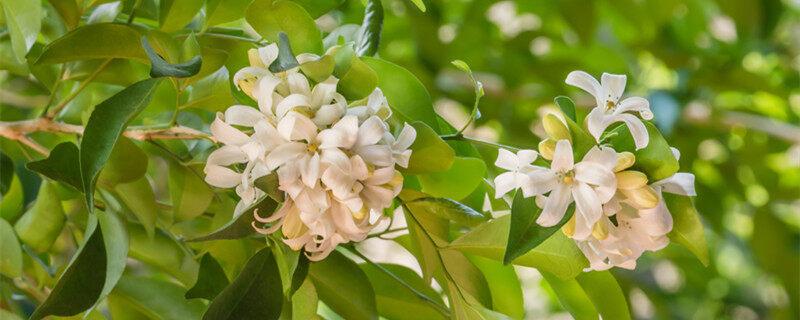 十里香花能在家里养吗 十里香花能养在家里吗