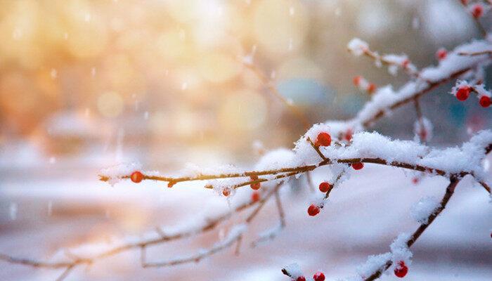 植物拥有吸收雪水的能力吗 植物可以用雪水浇灌吗