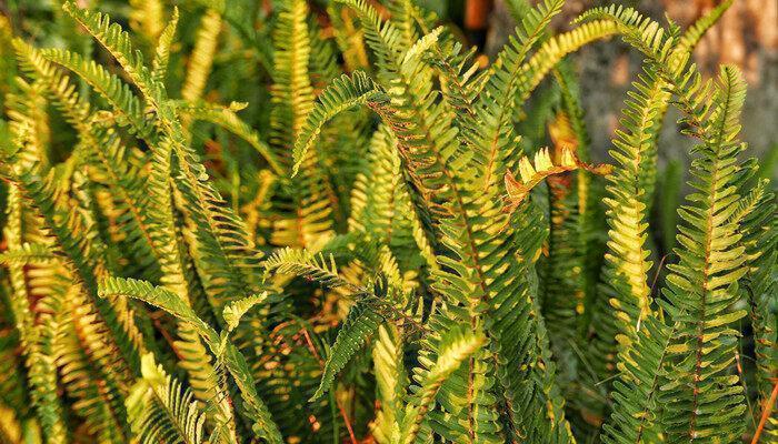 还魂草种植方法与栽培 还魂草种植方法