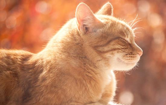 花露水对猫咪有伤害吗 驱蚊花露水对猫咪有伤害吗