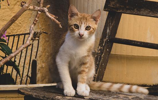 猫吃完东西多久拉屎 猫吃完东西多久会排泄