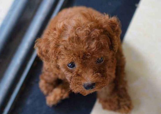 茶杯贵宾犬多少钱一只 茶杯贵宾犬的价格