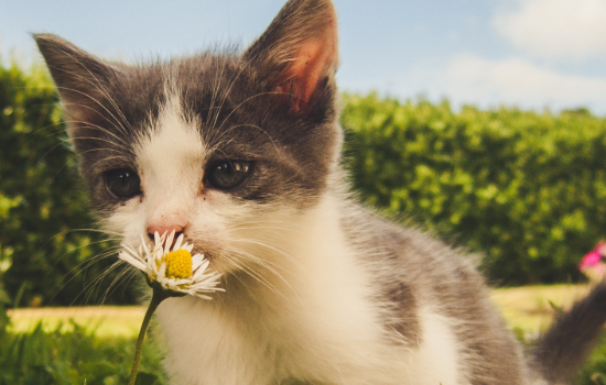 小猫一个月可以送人吗