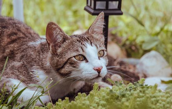 猫在家乱尿有什么好办法